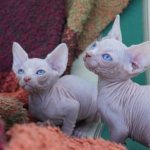 How to name a Sphynx kitten read the article