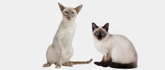 Как отличить тайскую кошку от сиамской