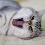 Как отучить кота орать по утрам