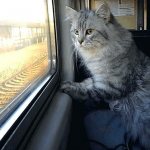 Как перевезти кошку в поезде