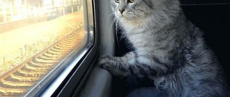 Как перевезти кошку в поезде
