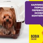 Как перевозить собаку в самолете: правила и рекомендации