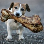 как происходит пищеварение собаки