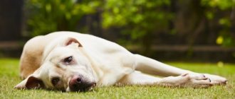 How do dog seizures manifest?