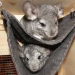 How to make a cage for a chinchilla. DIY chinchilla cage: how to make it very simply and quickly 