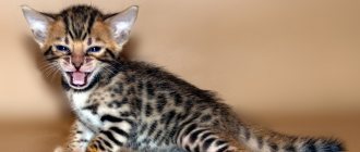 How to care for a Bengal kitten?