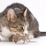Какие кошки лучше ловят мышей
