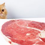 What meat is safe for cats?