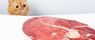 Какое мясо безопасно для кошек