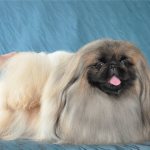 Dwarf and Royal Pekingese: how to choose a puppy and not make a mistake