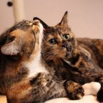 Кастрированный кот хочет кошку: причины