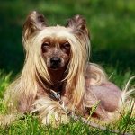 Chinese Crested Dog lying on the lawn