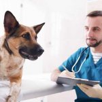 Когда собак можно стерилизовать?