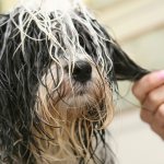 Tangles give an unkempt appearance. How to comb a dog&#39;s mats? 