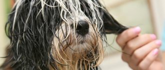 Tangles give an unkempt appearance. How to comb a dog&#39;s mats? 