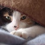 Кошка под одеялом