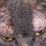Кошка расчесывает себя до крови сильный зуд чем лечить