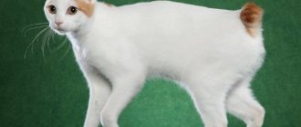 Japanese bobtail cat (33 photos): description of Japanese bobtail cats, character traits and maintenance