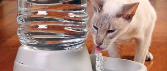 Кошки по натуре своей животные чистоплотные, поэтому очень важно поддерживать всегда чистоту её посуды