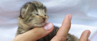 Kitten in hand