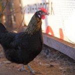 Moscow black chicken breed