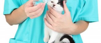 лечение глаз кошки
