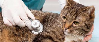 Лечение поноса у котов