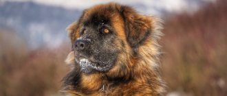 Leonberger in the snow
