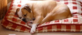 Лежанка для собаки своими руками: 9 отличных идей