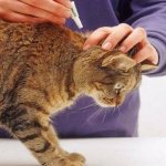 The best flea drops for cats
