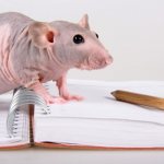Лысая крыса сфинкс: описание, фото, уход и содержание в домашних условиях