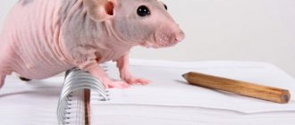 Лысая крыса сфинкс: описание, фото, уход и содержание в домашних условиях