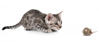 Methods for calming kittens with aggression and anxiety