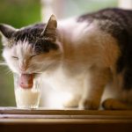 Можно ли взрослой кошке молоко