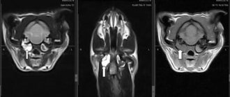 MRI of a cat with disease
