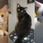 На фото кошки породы Лаперм популярных окрасов