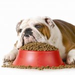 Некоторые собаки могут есть из-за скуки или депрессии