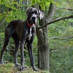 Немецкий-дог-собака-Описание-особенности-виды-характер-и-фото-немецкого-дога-10
