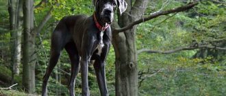 Great Dane-dog-Description-features-types-character-and-photos of the Great Dane-10