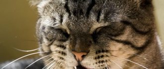 Норма поведения, или патология? Почему кошка дышит с открытым ртом?