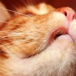 О чем говорит у кошки болячка на губе У кошки болячка на губе симптомы и лечение