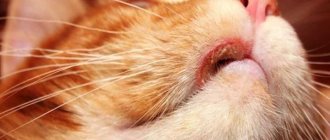 What does a sore on a cat&#39;s lip mean? A cat&#39;s sore on the lip: symptoms and treatment