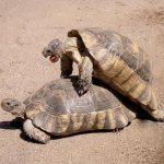 About how land turtles and red-eared turtles mate