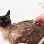 Обработка кошки от власоедов