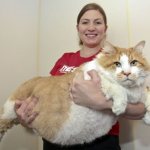 Очень жирный кот