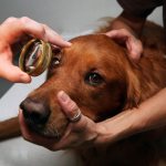 Ophthalmologist examining a dog