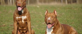 description of the breed American Pit Bull Terrier