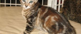 Описание породы кошек серенгети