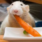 овощи крысам