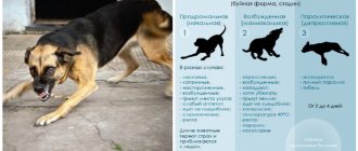 Reminder of symptoms of rabies in dogs